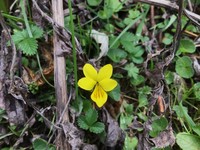 Viola szetschwanensis