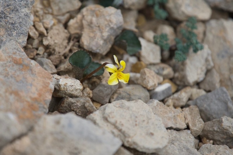 Viola szetschwanensis photo 2