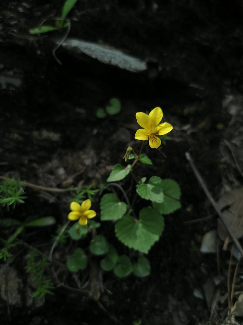Viola szetschwanensis photo 3