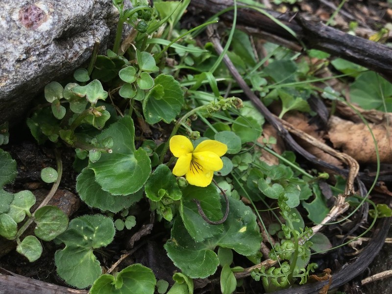 Viola szetschwanensis photo 4