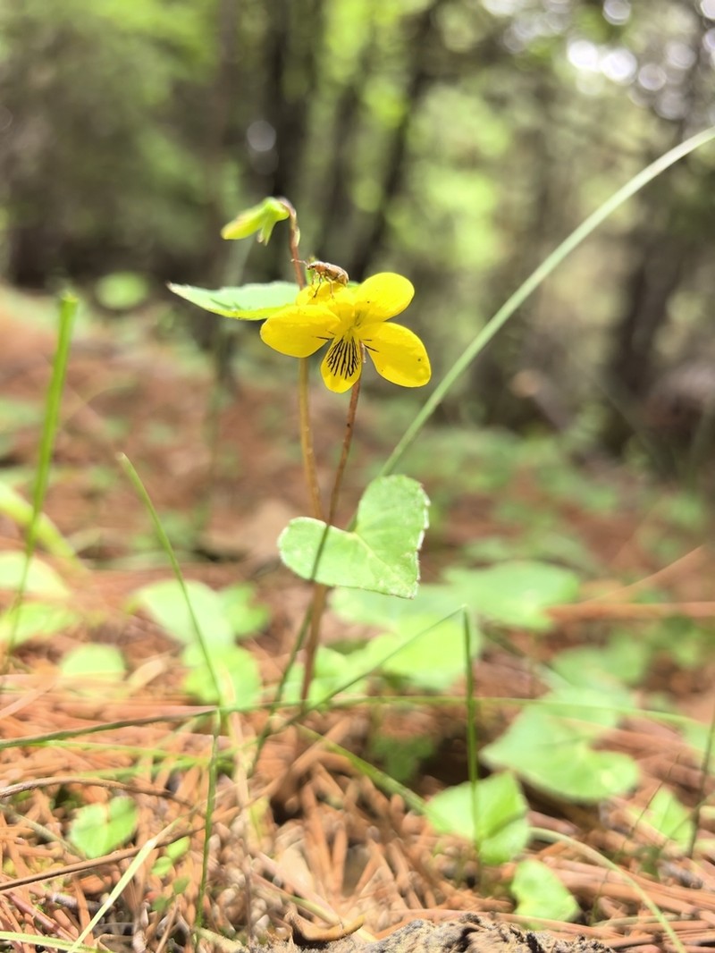 Viola szetschwanensis photo 5