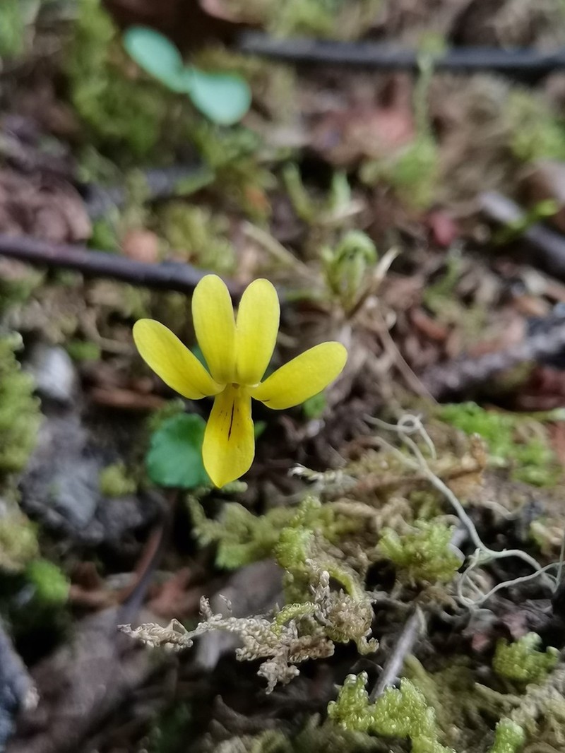 Viola szetschwanensis photo 6