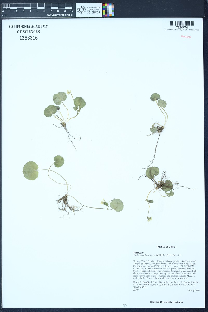Viola szetschwanensis photo 7