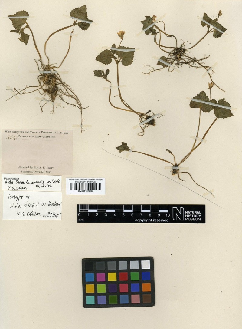 Viola szetschwanensis photo 8