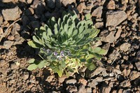 Viola taltalensis