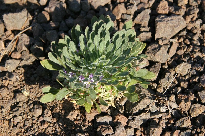 Viola taltalensis