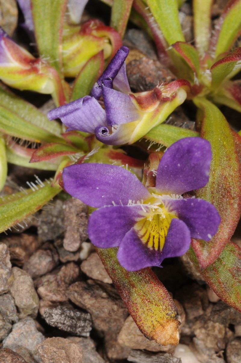 Viola taltalensis photo 2