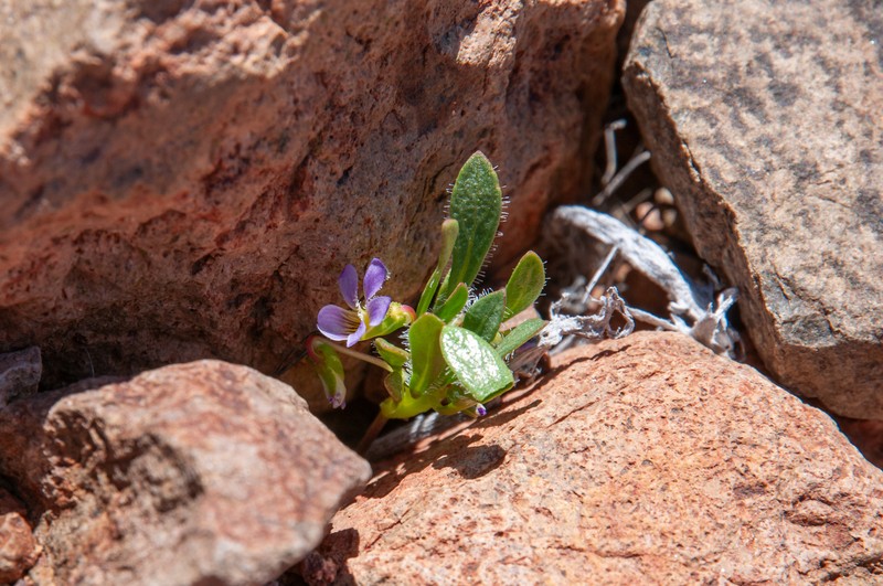 Viola taltalensis photo 5