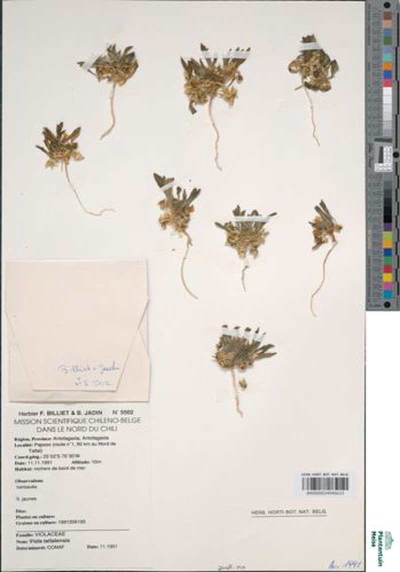 Viola taltalensis photo 6