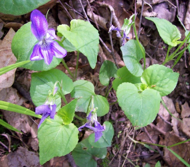 Viola tanaitica photo 2