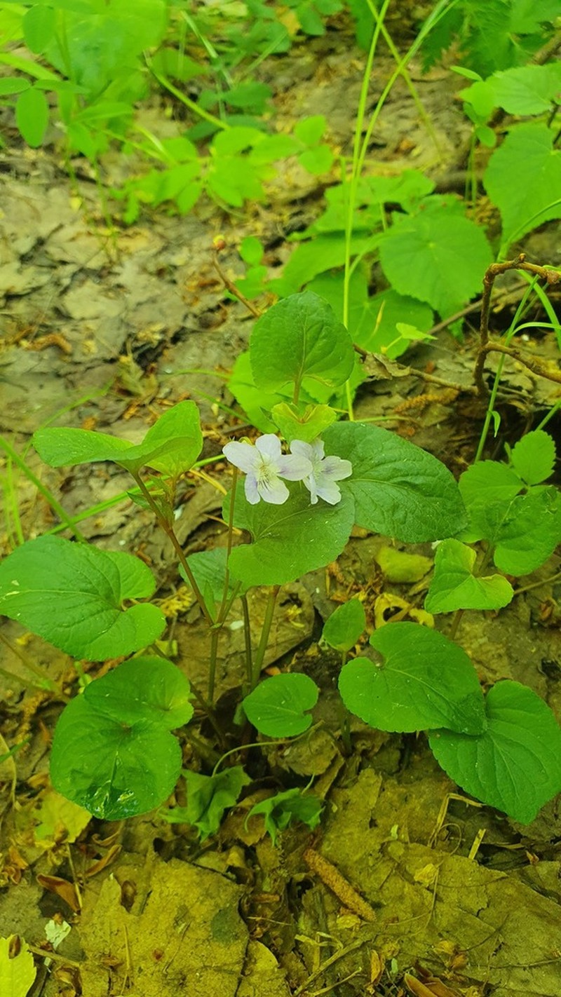 Viola tanaitica photo 3
