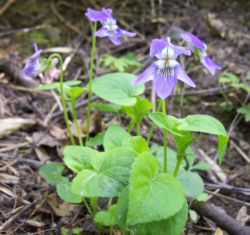 Viola tanaitica photo 4