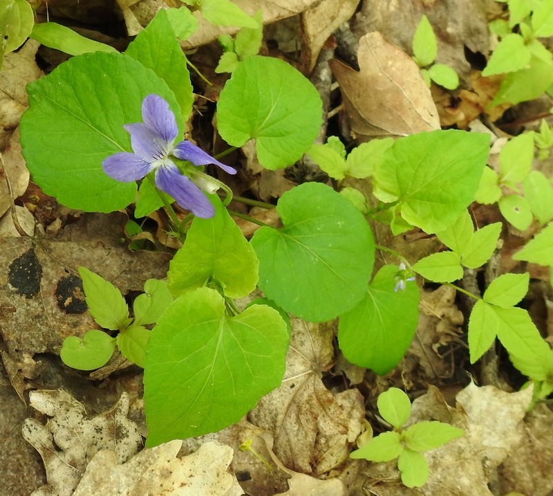Viola tanaitica photo 5