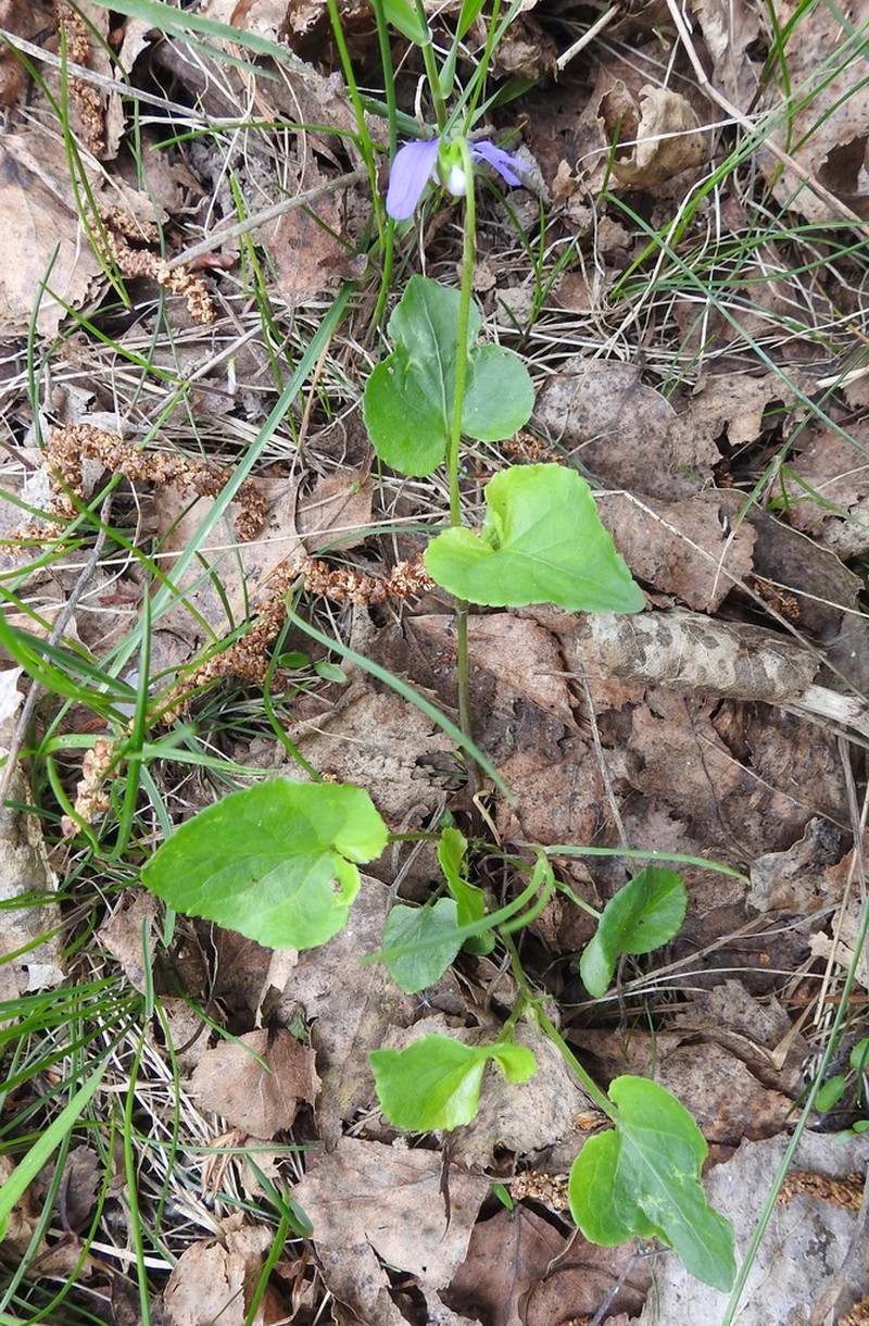Viola tanaitica photo 6