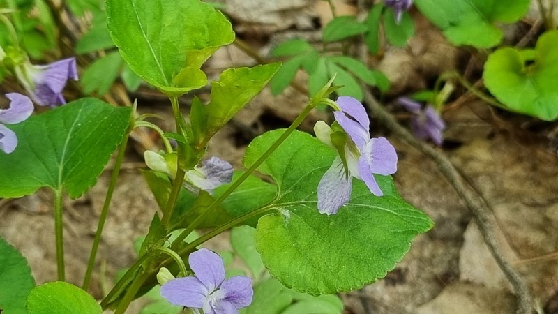 Viola tanaitica photo 7