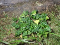 Viola tashiroi