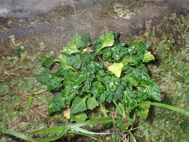 Viola tashiroi