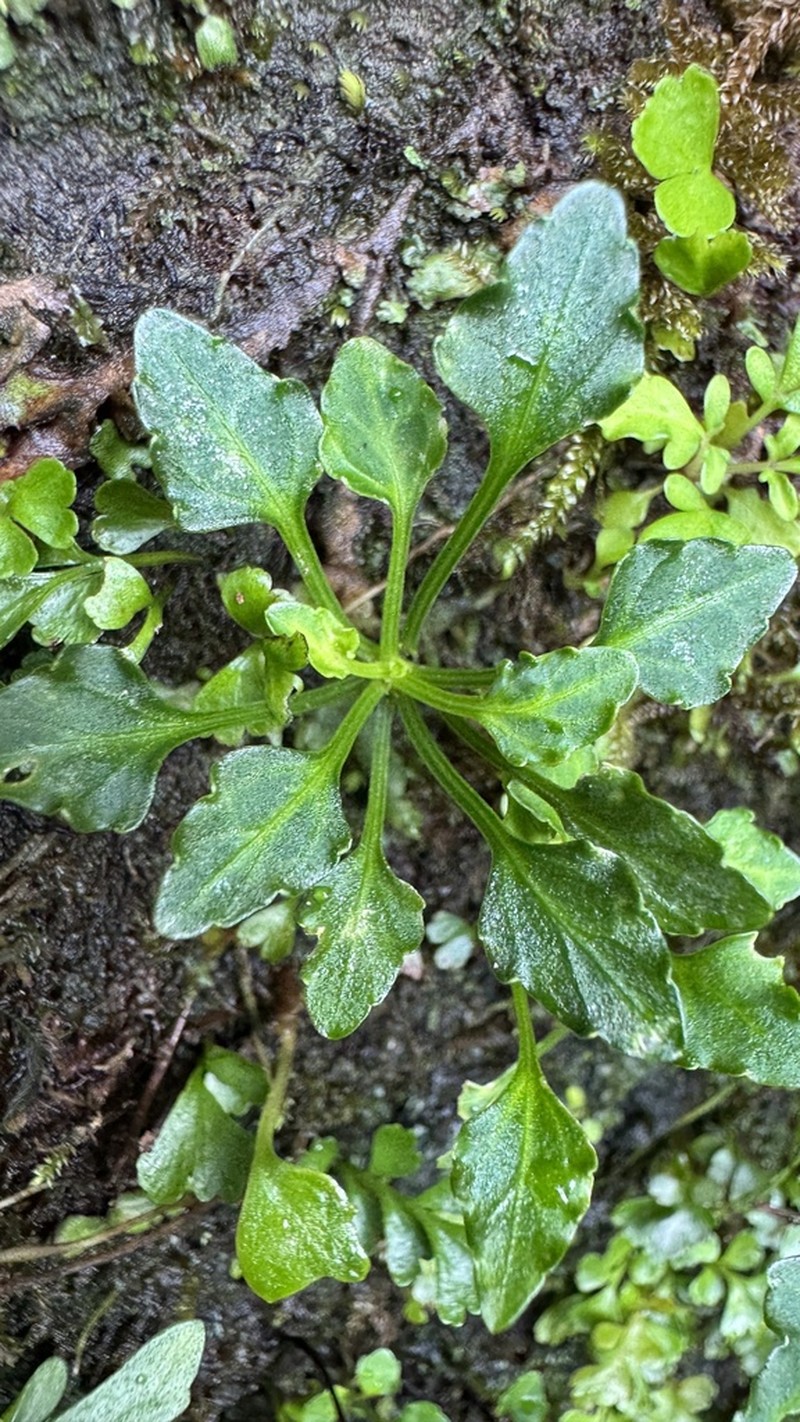 Viola tashiroi photo 2