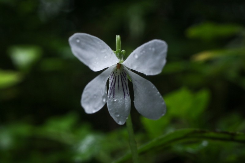 Viola tashiroi photo 7