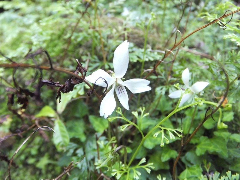 Viola tashiroi photo 8