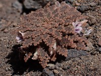 Viola tectiflora