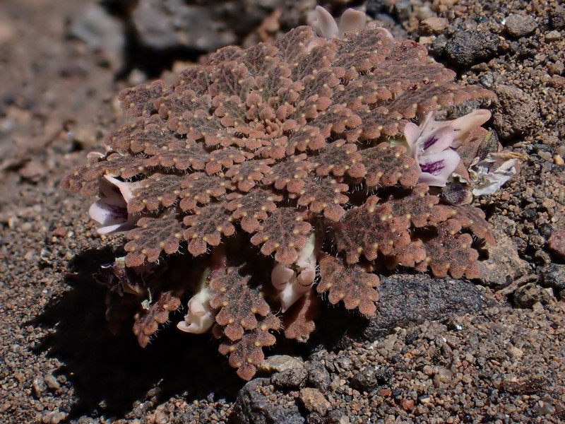 Viola tectiflora