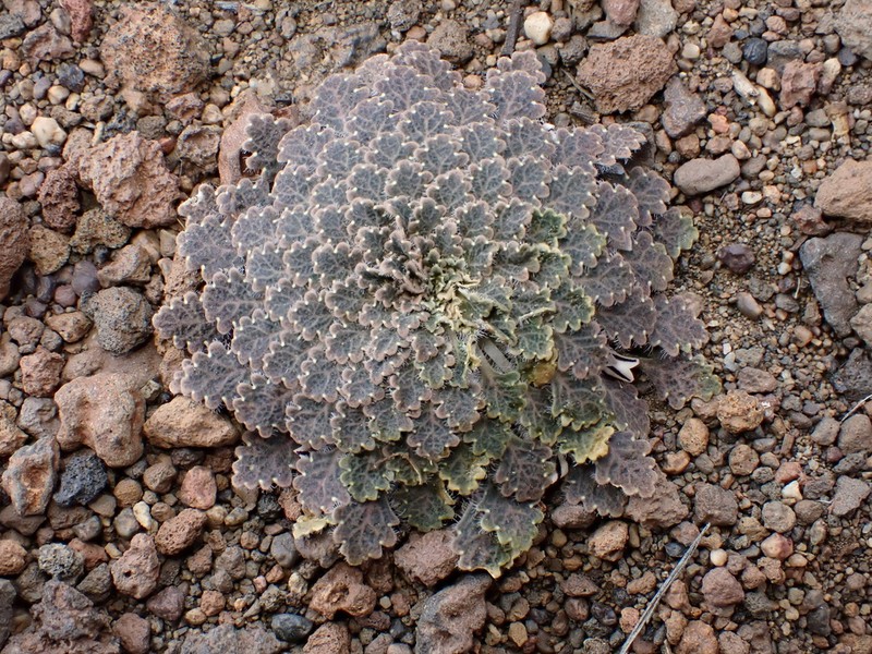 Viola tectiflora photo 2