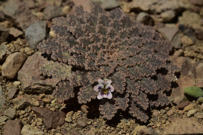 Viola tectiflora photo 3