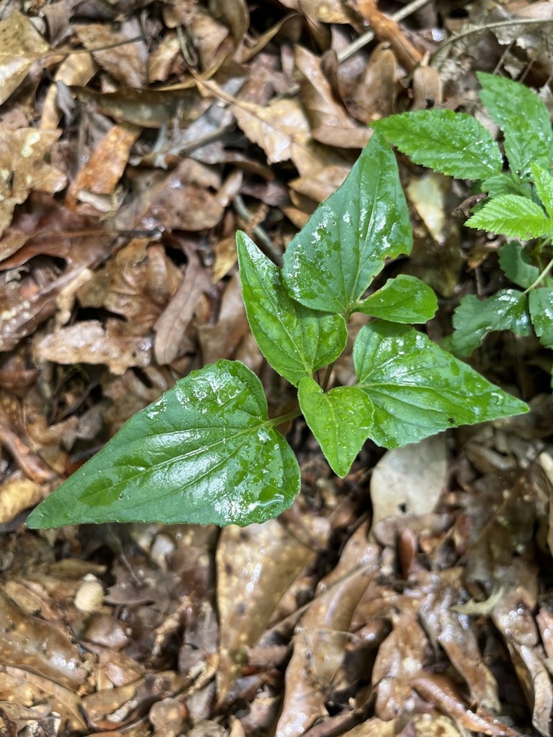 Viola tenuipes