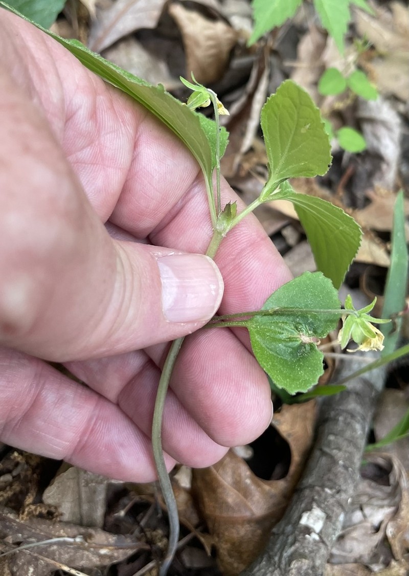 Viola tenuipes photo 2