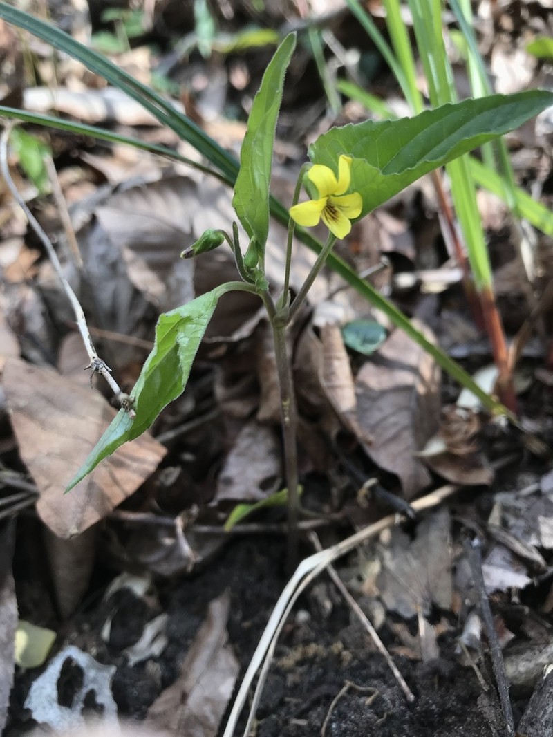 Viola tenuipes photo 3