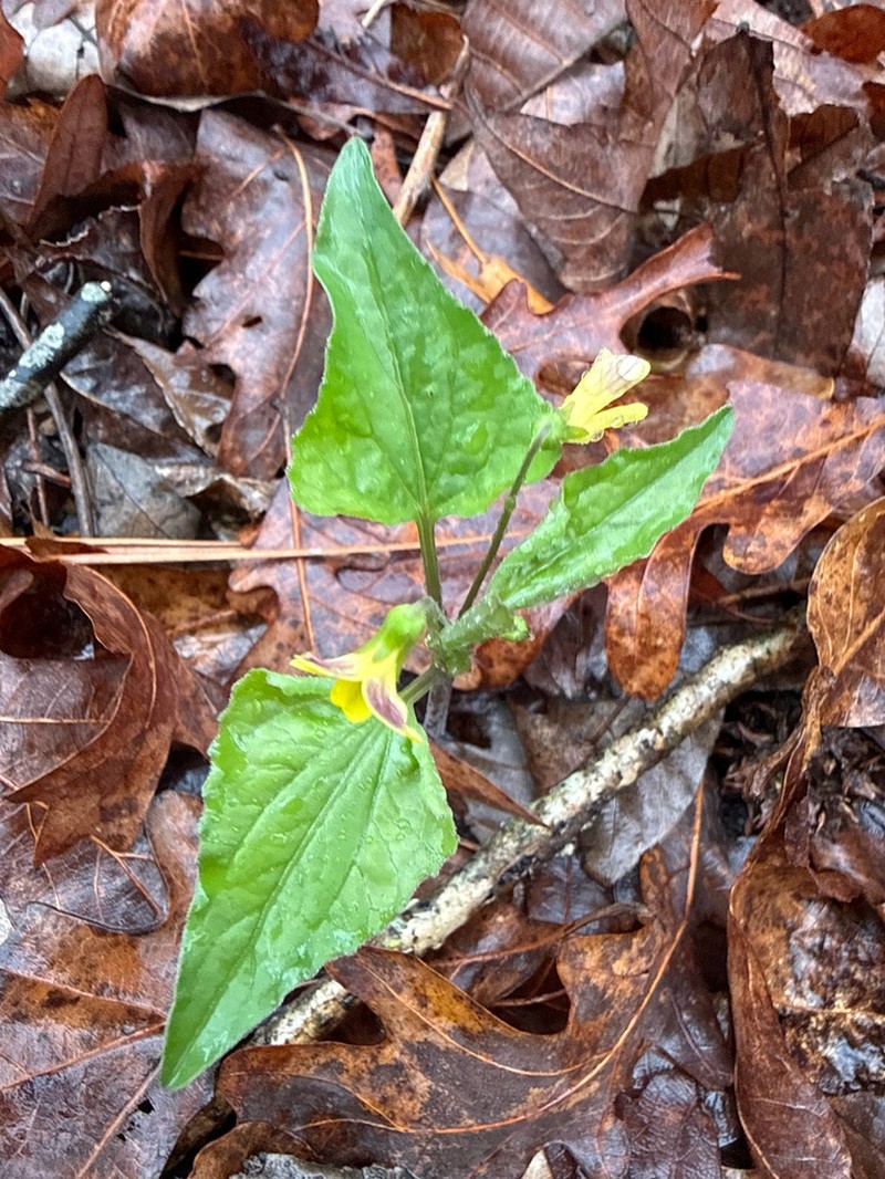 Viola tenuipes photo 4