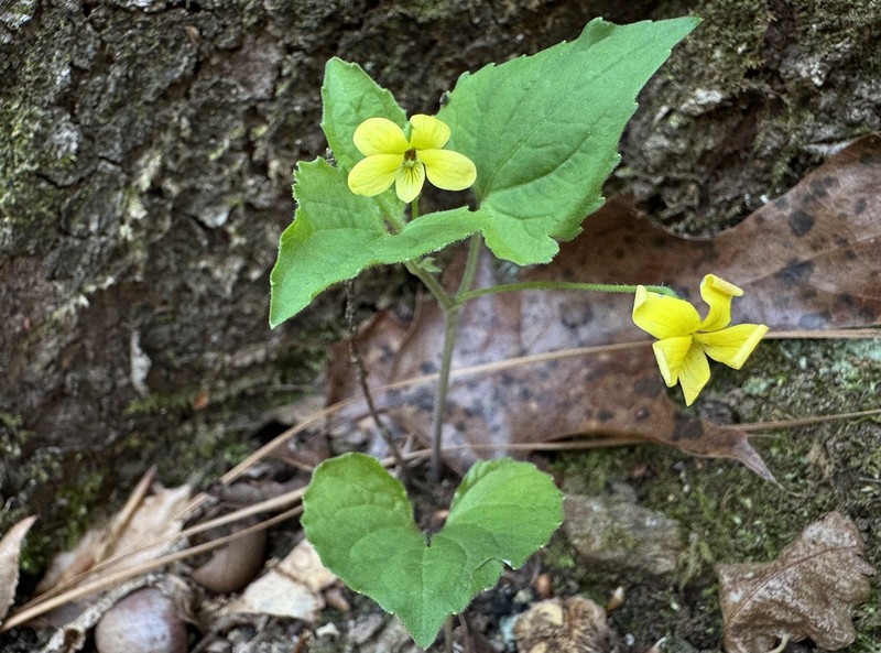 Viola tenuipes photo 5