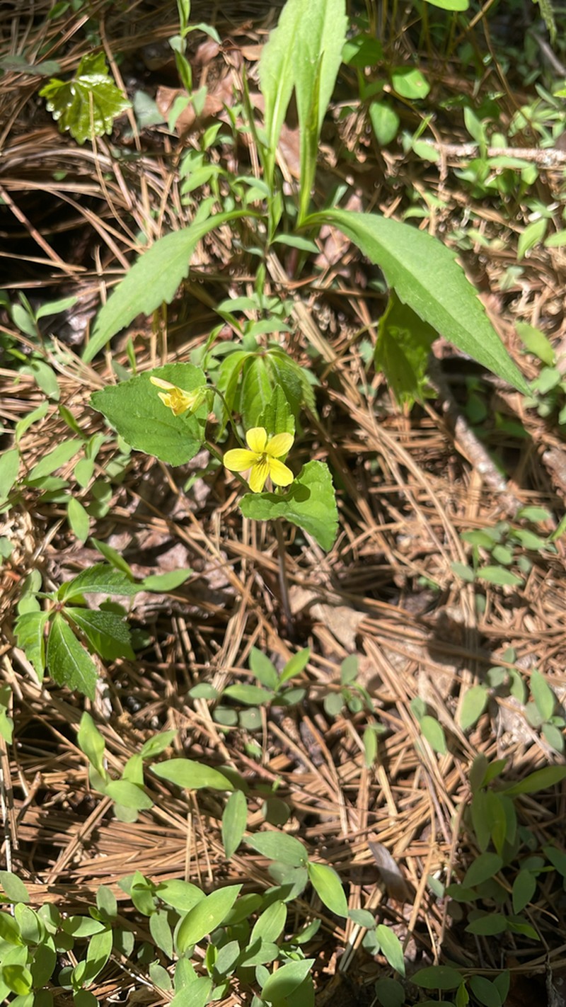 Viola tenuipes photo 6