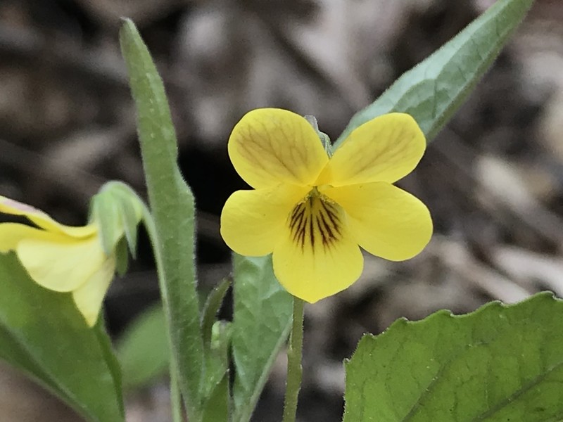 Viola tenuipes photo 7