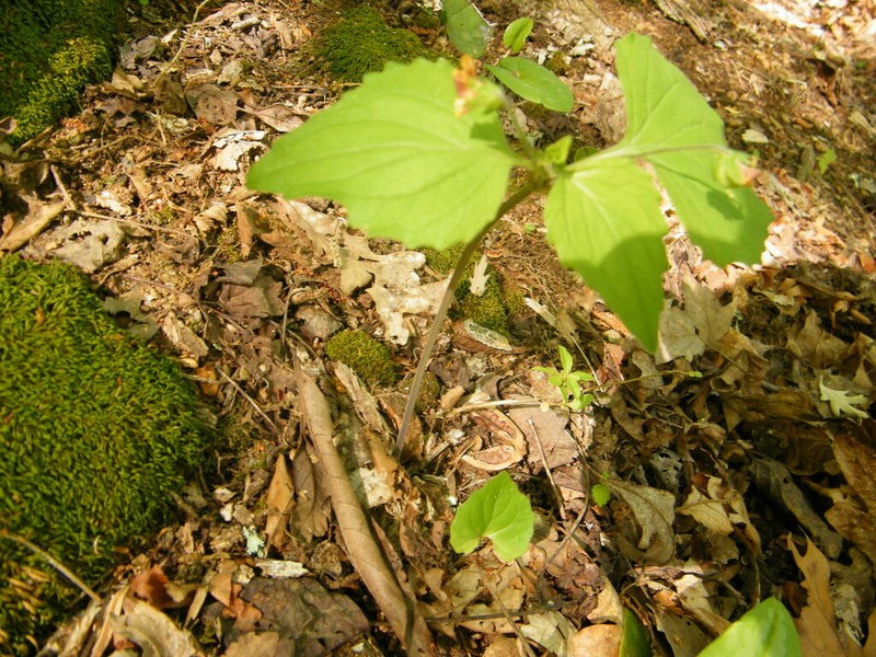 Viola tenuipes photo 8