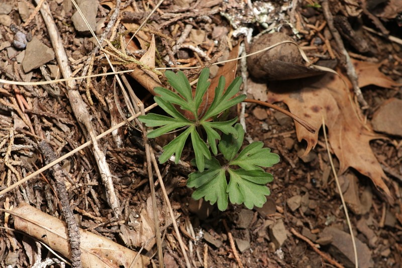 Viola tenuisecta photo 2