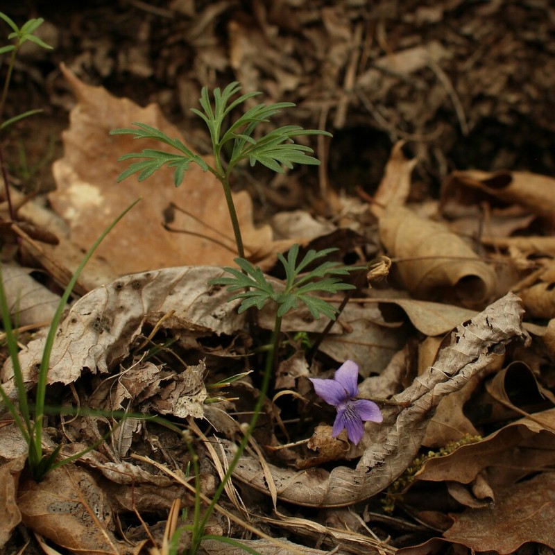 Viola tenuisecta photo 3