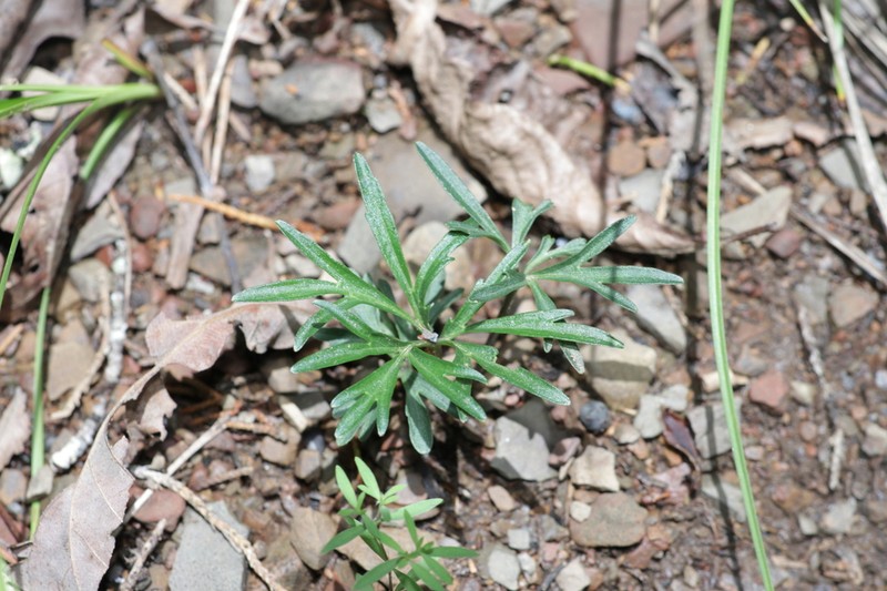 Viola tenuisecta photo 4