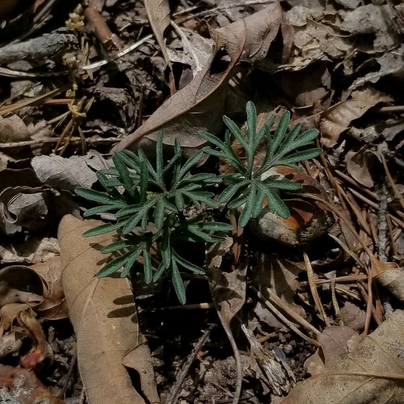 Viola tenuisecta photo 6