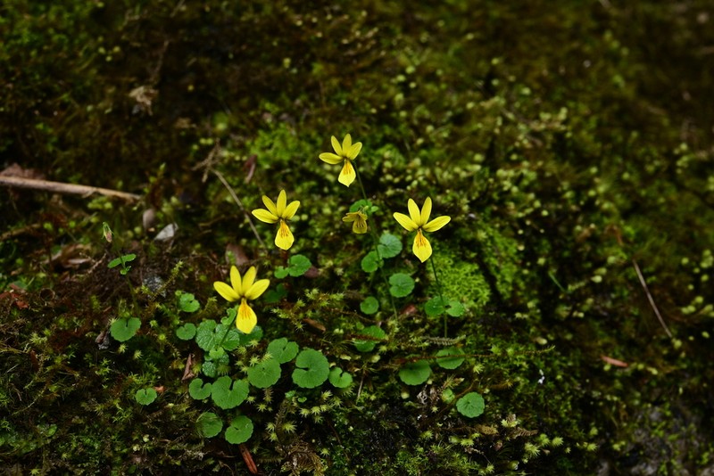 Viola tenuissima