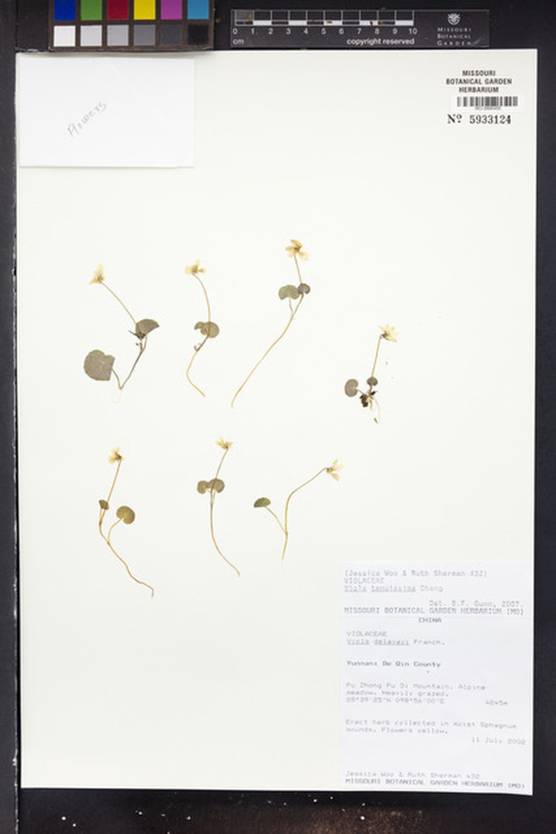 Viola tenuissima photo 2