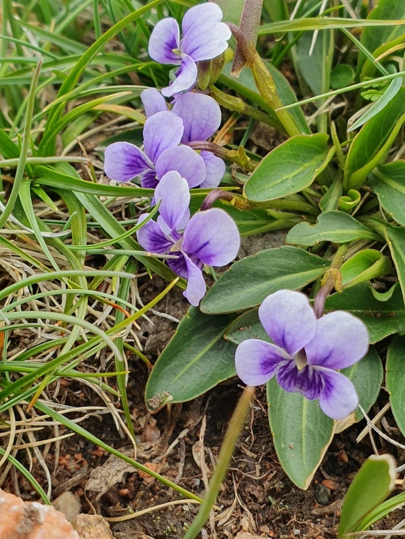 Viola thianschanica