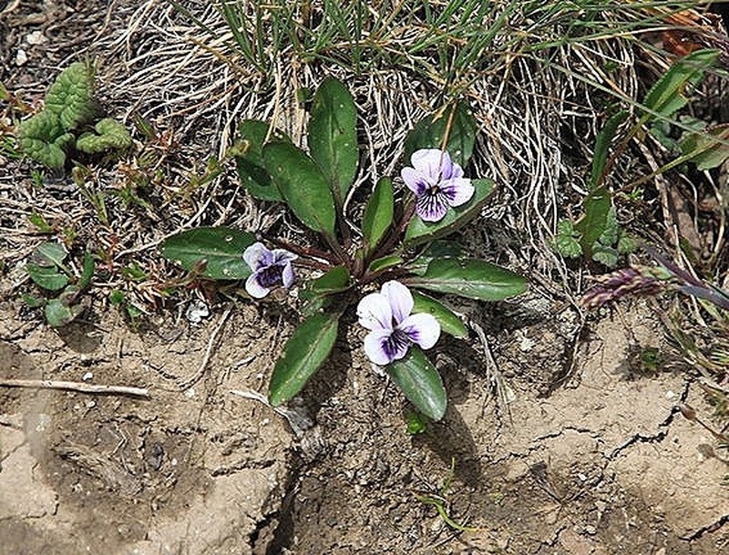 Viola thianschanica photo 2