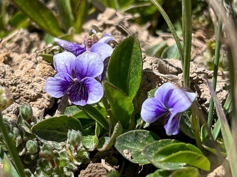 Viola thianschanica photo 3