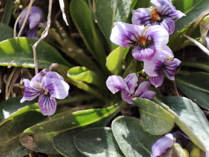 Viola thianschanica photo 4