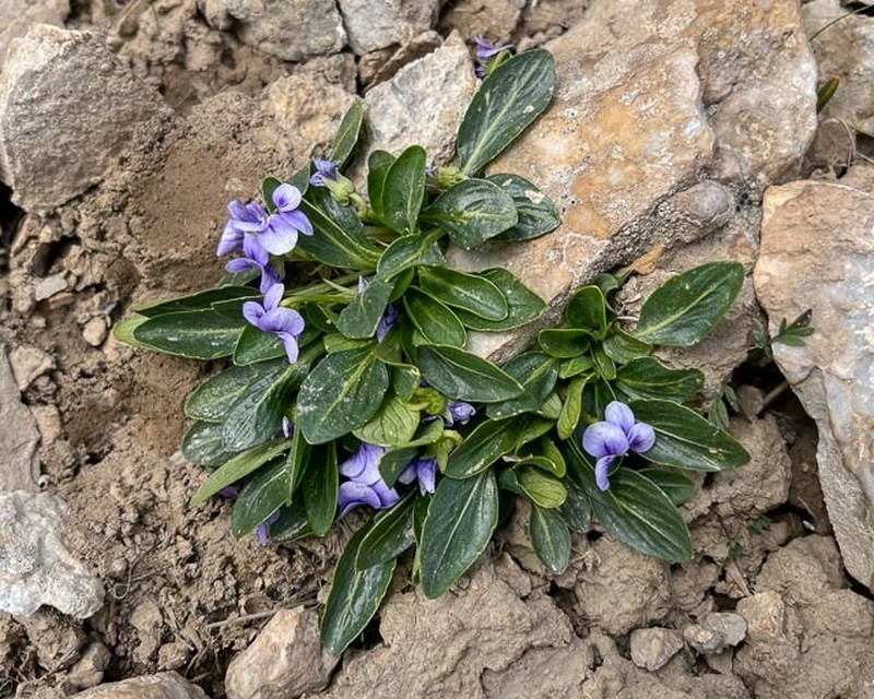 Viola thianschanica photo 5