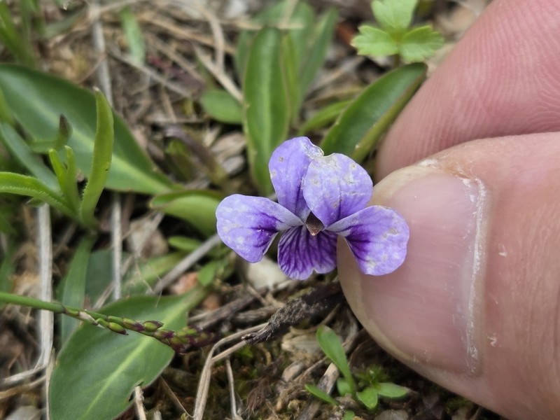 Viola thianschanica photo 6