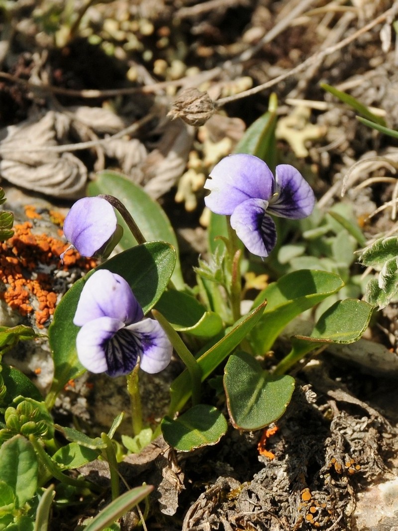 Viola thianschanica photo 7