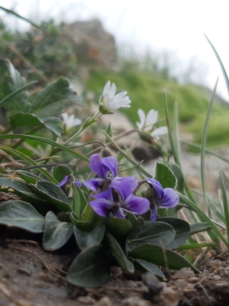 Viola thianschanica photo 8